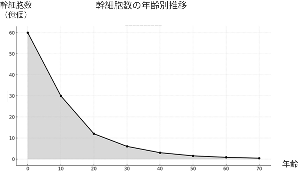 幹細胞数の年齢別推移